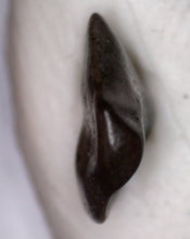 Load image into Gallery viewer, Pachycephalosaurus type Fossil Dinosaur Tooth 4.71 mm