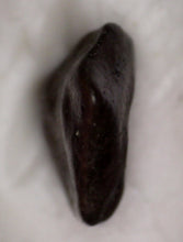 Load image into Gallery viewer, Pachycephalosaurus type Fossil Dinosaur Tooth 4.71 mm