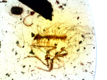 Load image into Gallery viewer, Dinosaur age Burmite Fossil AMBER with rare HOUSE CENTIPEDE! TESTED FOR AUTHENTICITY!!