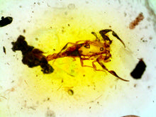 Load image into Gallery viewer, GEM Dinosaur age Burmite Fossil AMBER with a Rare SCORPION! TESTED FOR AUTHENTICITY!!