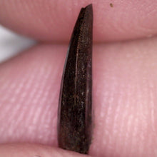 Load image into Gallery viewer, Rare Acheroraptor Fossil Tooth Dromaeosaur True Raptor from the Hell Creek .37 Inches!