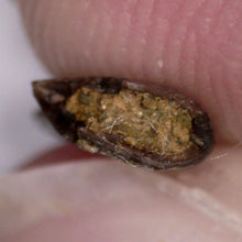 Load image into Gallery viewer, Rare Acheroraptor Fossil Tooth Dromaeosaur True Raptor from the Hell Creek .37 Inches!