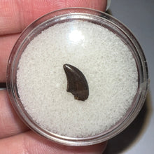 Load image into Gallery viewer, Rare Acheroraptor Fossil Tooth Dromaeosaur True Raptor from the Hell Creek .37 Inches!