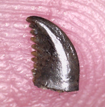 Load image into Gallery viewer, GEM SUPER RARE Pectinodon Troodon type Fossil Tooth from the Hell Creek 4.23 mm!
