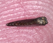 Load image into Gallery viewer, GEM SUPER RARE Pectinodon Troodon type Fossil Tooth from the Hell Creek 4.23 mm!