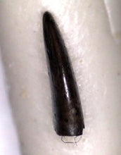 Load image into Gallery viewer, GEM SUPER RARE Pectinodon Troodon type Fossil Tooth from the Hell Creek 4.23 mm!