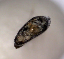 Load image into Gallery viewer, GEM SUPER RARE Pectinodon Troodon type Fossil Tooth from the Hell Creek 4.23 mm!