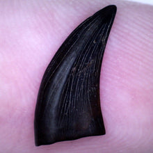 Load image into Gallery viewer, Rare Acheroraptor Fossil Tooth Dromaeosaur True Raptor from the Hell Creek .55 Inches!