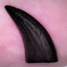 Load image into Gallery viewer, Rare Acheroraptor Fossil Tooth Dromaeosaur True Raptor from the Hell Creek .55 Inches!