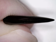 Load image into Gallery viewer, Rare Acheroraptor Fossil Tooth Dromaeosaur True Raptor from the Hell Creek .55 Inches!