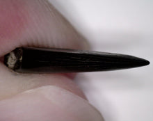 Load image into Gallery viewer, Rare Acheroraptor Fossil Tooth Dromaeosaur True Raptor from the Hell Creek .55 Inches!