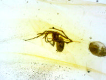 Load image into Gallery viewer, Dinosaur age Burmite Fossil AMBER with SPIDER Lot! One Per Order! TESTED FOR AUTHENTICITY!!