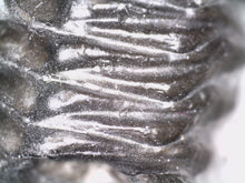 Load image into Gallery viewer, Huge Rare Moroccan Fossil Trilobite Coltraneia 2+ Inches