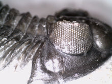 Load image into Gallery viewer, Huge Rare Moroccan Fossil Trilobite Coltraneia 2+ Inches