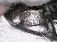 Load image into Gallery viewer, Huge Rare Moroccan Fossil Trilobite Coltraneia 2+ Inches