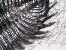 Load image into Gallery viewer, Huge Rare Moroccan Fossil Trilobite Coltraneia 2+ Inches
