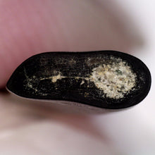 Load image into Gallery viewer, Rare Acheroraptor Fossil Tooth Dromaeosaur True Raptor from the Hell Creek .55 Inches!