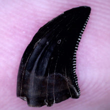 Load image into Gallery viewer, Rare Acheroraptor Fossil Tooth Dromaeosaur True Raptor from the Hell Creek .4 Inches!
