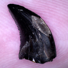 Load image into Gallery viewer, Rare Acheroraptor Fossil Tooth Dromaeosaur True Raptor from the Hell Creek .4 Inches!