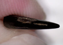 Load image into Gallery viewer, Rare Acheroraptor Fossil Tooth Dromaeosaur True Raptor from the Hell Creek .4 Inches!