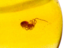 Load image into Gallery viewer, Dinosaur age Burmite Fossil AMBER with SPIDER Lot! One Per Order! TESTED FOR AUTHENTICITY!!
