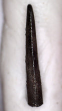 Load image into Gallery viewer, Rare Richardoestesia Fossil Tooth Raptor Relative from the Hell Creek .32 Inches!