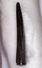 Load image into Gallery viewer, Rare Richardoestesia Fossil Tooth Raptor Relative from the Hell Creek .32 Inches!