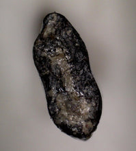Load image into Gallery viewer, Rare Richardoestesia Fossil Tooth Raptor Relative from the Hell Creek .32 Inches!