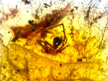 Load image into Gallery viewer, Dinosaur age Burmite Fossil AMBER with SPIDER Lot! One Per Order! TESTED FOR AUTHENTICITY!!