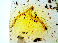 Load image into Gallery viewer, GEM Dinosaur age Burmite Fossil AMBER with rare HUGE CENTIPEDE! TESTED FOR AUTHENTICITY!!