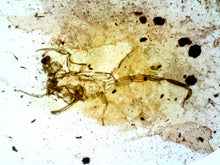 Load image into Gallery viewer, GEM Dinosaur age Burmite Fossil AMBER with a Rare PRISTINE HUGE 11 MM SCORPION! TESTED FOR AUTHENTICITY!!