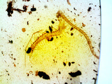 Load image into Gallery viewer, GEM Dinosaur age Burmite Fossil AMBER with rare HUGE CENTIPEDE! TESTED FOR AUTHENTICITY!!