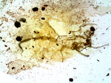 Load image into Gallery viewer, GEM Dinosaur age Burmite Fossil AMBER with a Rare PRISTINE HUGE 11 MM SCORPION! TESTED FOR AUTHENTICITY!!