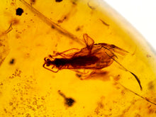 Load image into Gallery viewer, GEM Dinosaur age Burmite Fossil AMBER with rare Lacewing! TESTED FOR AUTHENTICITY!!