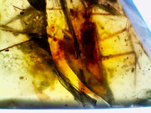 Load image into Gallery viewer, Dinosaur age Burmite Fossil AMBER with a SUPER RARE HUGE 14 mm PREDATORY COCKROACH MANIPULATOR MODIFICAPUTIS! TESTED FOR AUTHENTICITY!!