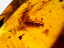 Load image into Gallery viewer, GEM Dinosaur age Burmite Fossil AMBER with rare Lacewing! TESTED FOR AUTHENTICITY!!