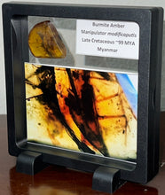 Load image into Gallery viewer, Dinosaur age Burmite Fossil AMBER with a SUPER RARE HUGE 14 mm PREDATORY COCKROACH MANIPULATOR MODIFICAPUTIS! TESTED FOR AUTHENTICITY!!