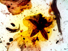 Load image into Gallery viewer, GEM QUALITY Dinosaur age Burmite AMBER with a Rare Five Petal FLOWER! TESTED FOR AUTHENTICITY!!