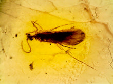 Load image into Gallery viewer, GEM Dinosaur age Burmite Fossil AMBER with rare Lacewing! TESTED FOR AUTHENTICITY!!