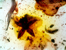 Load image into Gallery viewer, GEM QUALITY Dinosaur age Burmite AMBER with a Rare Five Petal FLOWER! TESTED FOR AUTHENTICITY!!