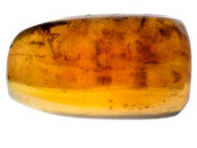 Load image into Gallery viewer, Dinosaur age Burmite Fossil AMBER with 14 Winged Insects! TESTED FOR AUTHENTICITY!!