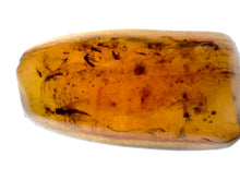 Load image into Gallery viewer, Dinosaur age Burmite Fossil AMBER with 14 Winged Insects! TESTED FOR AUTHENTICITY!!