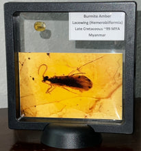 Load image into Gallery viewer, GEM Dinosaur age Burmite Fossil AMBER with rare Lacewing! TESTED FOR AUTHENTICITY!!