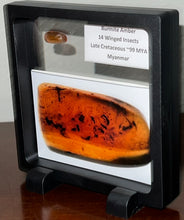 Load image into Gallery viewer, Dinosaur age Burmite Fossil AMBER with 14 Winged Insects! TESTED FOR AUTHENTICITY!!