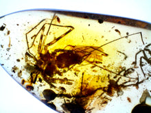 Load image into Gallery viewer, GEM Dinosaur age Burmite Fossil AMBER with super rare WHIP SPIDER! TESTED FOR AUTHENTICITY!!
