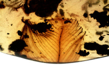 Load image into Gallery viewer, GEM Dinosaur age Burmite Fossil AMBER with SUPER RARE FEATHER 6+ mm! TESTED FOR AUTHENTICITY!!