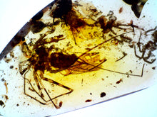 Load image into Gallery viewer, GEM Dinosaur age Burmite Fossil AMBER with super rare WHIP SPIDER! TESTED FOR AUTHENTICITY!!