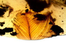 Load image into Gallery viewer, GEM Dinosaur age Burmite Fossil AMBER with SUPER RARE FEATHER 6+ mm! TESTED FOR AUTHENTICITY!!