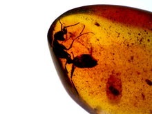 Load image into Gallery viewer, Dinosaur age Burmite Fossil AMBER with rare HELL ANT! TESTED FOR AUTHENTICITY!!