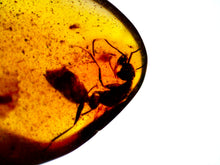 Load image into Gallery viewer, Dinosaur age Burmite Fossil AMBER with rare HELL ANT! TESTED FOR AUTHENTICITY!!